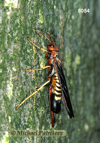 Pigeon Horntail (Tremex columba)